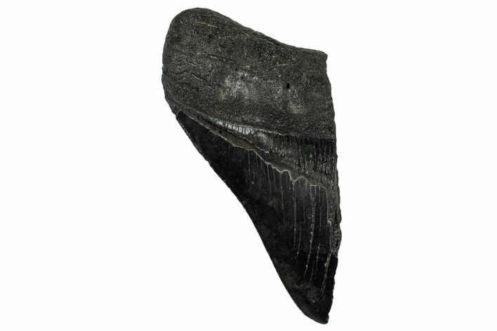Partial Fossil Megalodon Tooth - Serrated edge #331564
